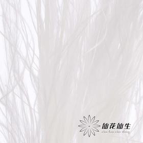 永生花材 | 针茅白色