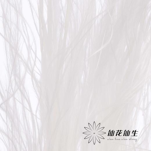 永生花材 | 针茅白色 商品图3