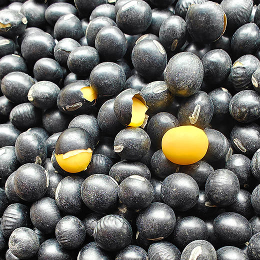 特地找的『洪湖老品种土黑豆』黑皮黄芯，清甜回甘，豆香四溢，熟后绵密沙软，不苦涩无豆腥，原生态无添加，不抛光打蜡染色 商品图0