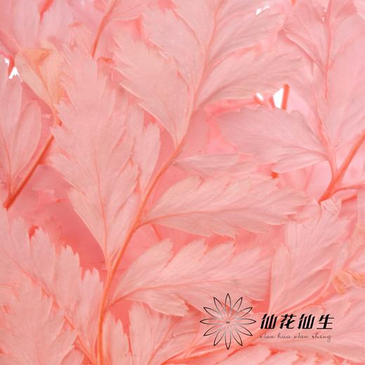 永生花材 ｜ 高山羊齿罗西粉 商品图1