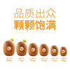 新西兰佳沛阳光金果18粒原箱3.3kg（单果175g+） 商品缩略图5