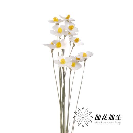 永生花材丨紫罗兰白色 商品图3