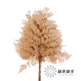 永生花材 ｜ 高山羊咖色