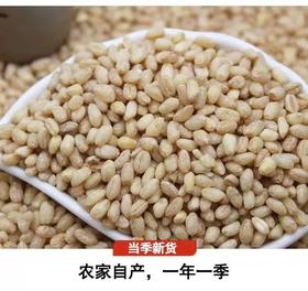 【MLT】麦仁
