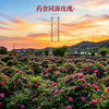 ² 【69元3罐】玫瑰花冠茶 优选头茬花冠 30g/罐  HM02-CRMM-YYSJ 【平阴玫瑰】 商品缩略图2