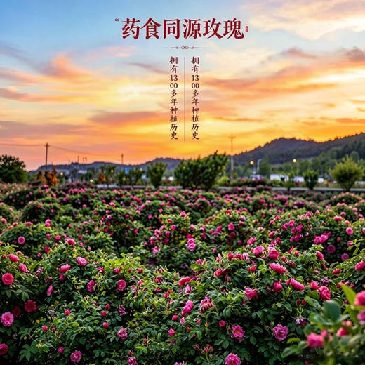² 【69元3罐】玫瑰花冠茶 优选头茬花冠 30g/罐  HM02-CRMM-YYSJ 【平阴玫瑰】 商品图2