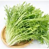 【MLT】苦菊 商品缩略图2