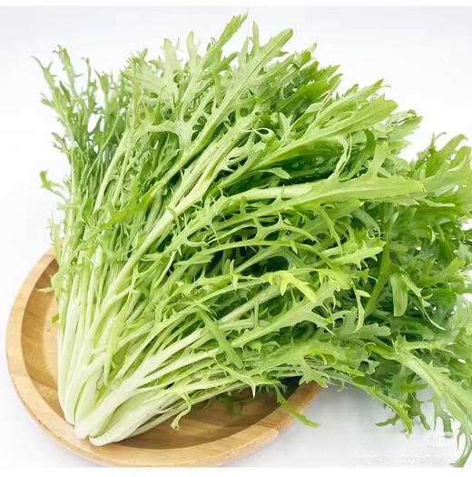 【MLT】苦菊 商品图2
