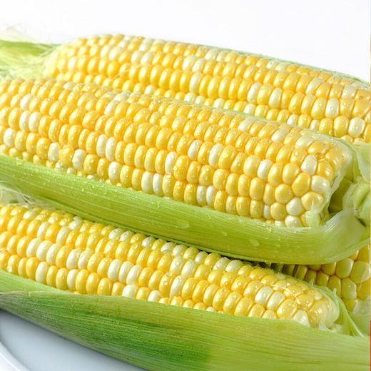 【醒粉福利9.9元3斤】【香甜软糯】云南水果玉米 商品图0