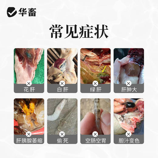 华畜肝胆利康200g 保肝利胆清除肝毒 促食促长抗应激 商品图1