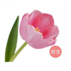 国产郁金香 | 初见 商品图0