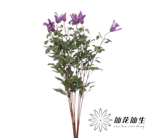 配花 | 国产铁线莲蓝色回旋 商品图2