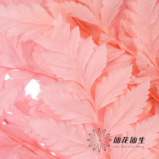 永生花材 ｜ 高山羊齿罗西粉 商品图3