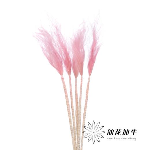 永生花材 | 针茅樱花粉 商品图1