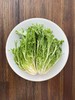 【MLT】苦菊 商品缩略图0