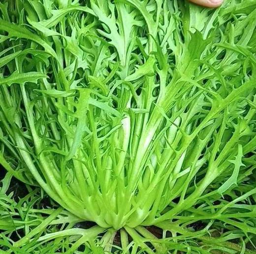 【YC】新鲜苦菊 商品图0