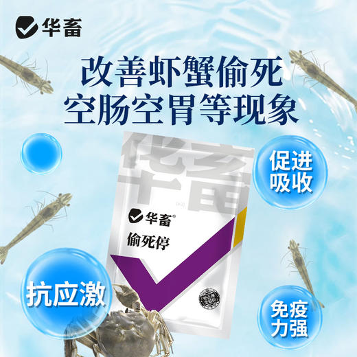 华畜 偷死停 调节肠胃 免疫力强 养殖常备 商品图2