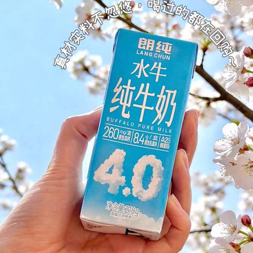 朗纯水牛纯牛奶210ml*10盒*1箱 商品图1
