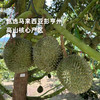 企鹅市集|马来西亚「黑刺D200」空运鲜榴莲 顶级经典品种 奶油焦糖香 商品缩略图1