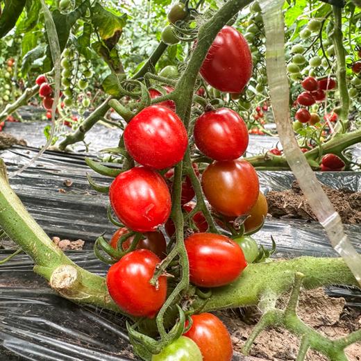 釜山88小番茄【顺丰/京东快递】 商品图4