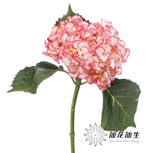 绣球 | 绣球碎花裙 商品图0