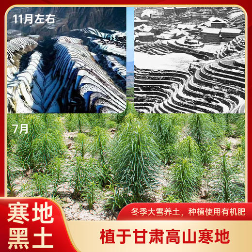 【有机种植】沈佳农 有机鲜百合 80g/盒*3盒 可以生吃的有机甜百合 商品图2