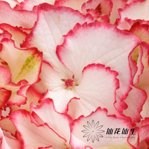 绣球 | 绣球碎花裙 商品图1