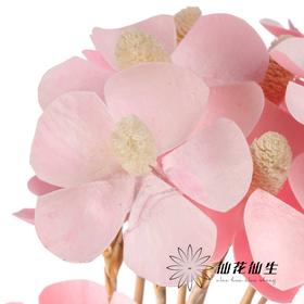 永生花材丨紫罗兰粉色
