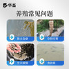 华畜丁酸梭菌原液兽用鸡鸭鹅猪牛羊调节肠道益生菌诱食促长菌种 商品缩略图1