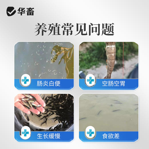 华畜丁酸梭菌原液兽用鸡鸭鹅猪牛羊调节肠道益生菌诱食促长菌种 商品图1