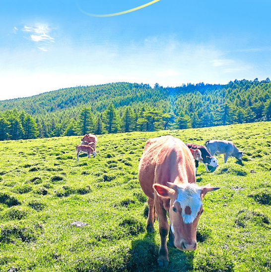 五一4天【芦芽山】万年冰洞+观悬空村奇观+马仑草原+高山天池+雁门关+忻州古城+小众路线+38人小团