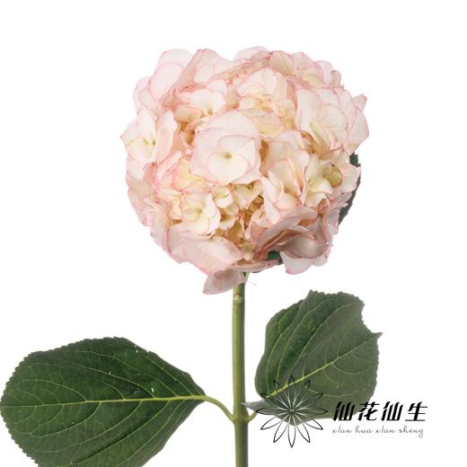 绣球 | 绣球芳华 商品图3