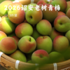 2026诏安老树青梅 | 新鲜上市产地直发 甄选八分熟青梅 肉厚核小 果形圆润 大小均匀有光泽 人工采摘现发 胭脂梅 商品缩略图5