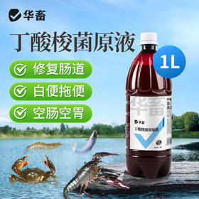 华畜丁酸梭菌原液兽用鸡鸭鹅猪牛羊调节肠道益生菌诱食促长菌种