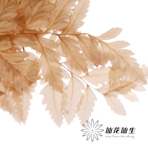 永生花材 ｜ 高山羊咖色 商品图3