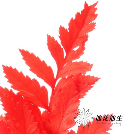 永生花材 ｜ 高山羊齿橘红 商品图1