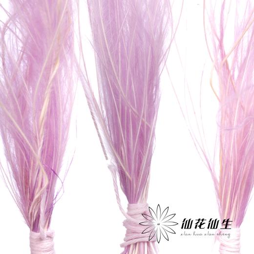永生花材 | 针茅浅紫色 商品图1
