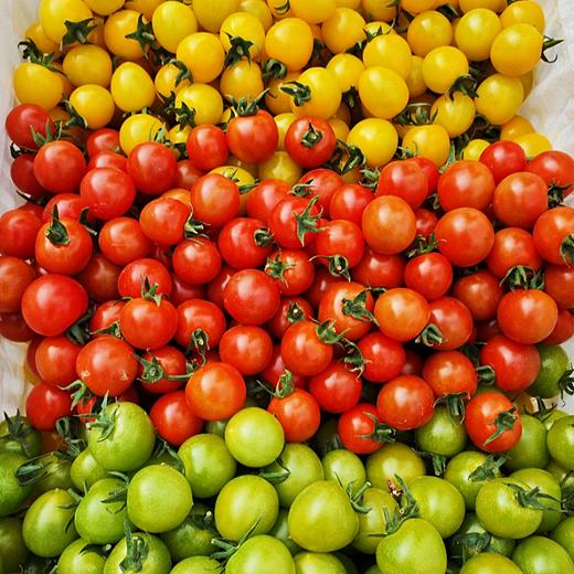 新疆吐鲁番 爆汁樱桃小番茄 酸甜爆汁 商品图12