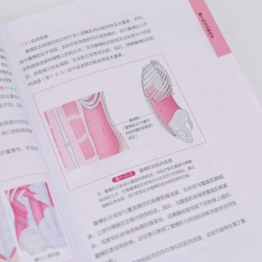 躯干与骨盆的功能评估和运动疗法 商品图2