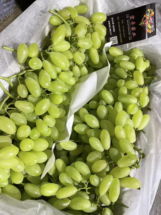 宏丰精选 维多利亚青提 活动价16.8一斤 商品图3