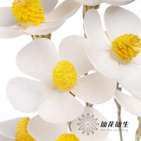 永生花材丨紫罗兰白色