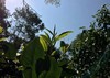 4月20日中午12点【橄榄坡散茶】2026 年 4 月晒青｜鲜爽活性足，越存越有韵，香扬水柔标杆｜花蜜兰香 + 山野清润，50克/罐 商品缩略图3