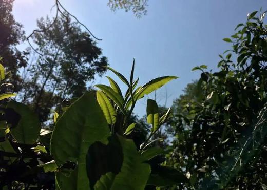 4月20日中午12点【橄榄坡散茶】2026 年 4 月晒青｜鲜爽活性足，越存越有韵，香扬水柔标杆｜花蜜兰香 + 山野清润，50克/罐 商品图3