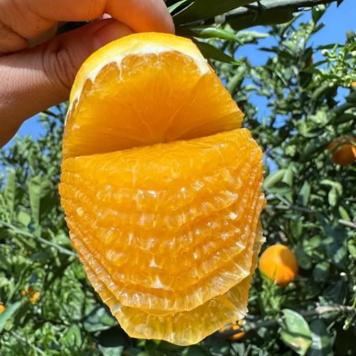 秭归精品双色橙（中华红橙+伦晚）双拼组合，限量500单，天气热，橙子成熟度高，收到后冰箱保存！ 商品图1