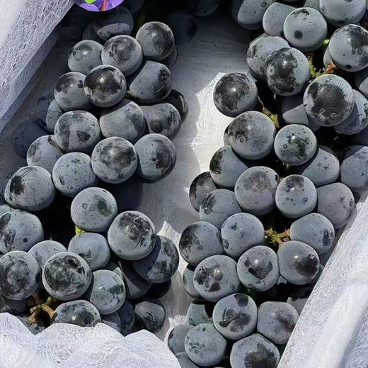 石家庄优选仓库速达，蓝莓葡萄，脆甜多汁，果肉紧实，皮薄无核，净重2.5斤礼盒 商品图6