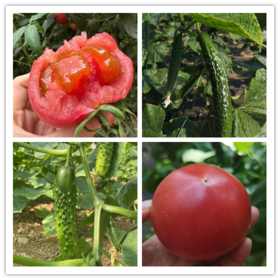 【4折优惠】【鸿翠园有机水（地）黄瓜有机（草莓柿子）柿子组合装】