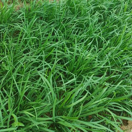 【3.8折优惠】【8种有机蔬菜宅配到家】 商品图9