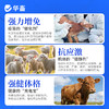 华畜免疫抗体 提升疫苗效价 缓解接种应激 双效抗氧化 商品缩略图4