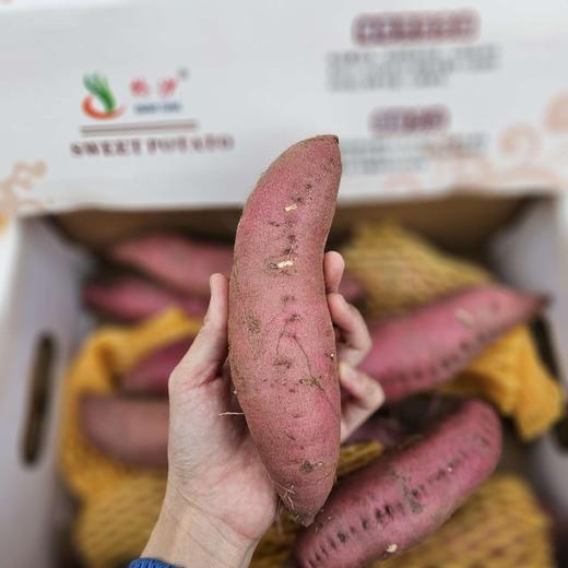 海南桥头地瓜【净重约4斤】 商品图0