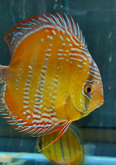 260418-1抽奖鱼：CR曼高红彩，14公，栋纹，体色红润，奶圈规整